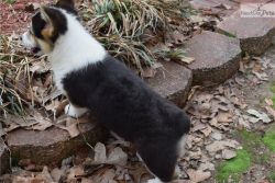 Awesome AKC Puppies of Pembroke Welsh Corgi for sale