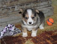 Corgi puppies available now