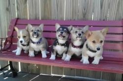 Welsh Pembroke Corgi Pups For Sale