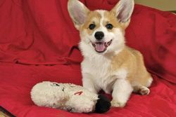 We have lovely Corgi male and female available