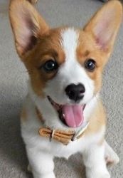 Lovely female Corgi with much love to offer