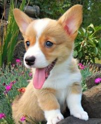 Do not miss this stunning male Corgi for sale