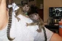 two beautiful Finger Marmoset Monkeys,