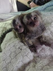 Baby common marmosets