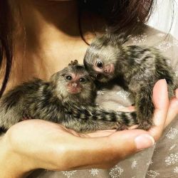 Finger marmoset monkeys for adoption