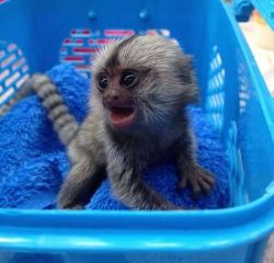 Affectionate marmoset monkeys ready for adoption