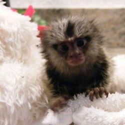 Beautiful marmoset monkeys available to good homes