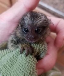 Lovable Pygmy Marmosets for adoption