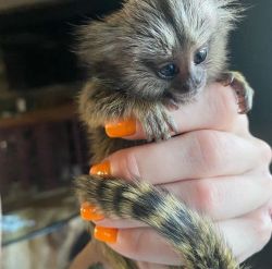 Little Sweet Marmoset Monkeys for adoption