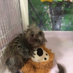 Alis – Female Marmoset Monkey for Sale