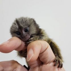 Ralings – Male Marmoset Monkey for Sale