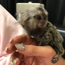 Onyx – Female Marmoset Monkey for Sale