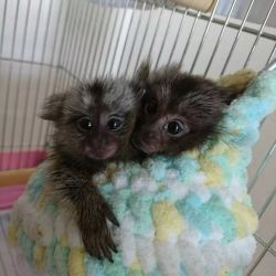Top Quality Male & Female Marmoset Monkeys For Sale Now