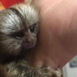 DNA Tested Marmoset Monkeys For Good Homes Only