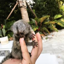 Very Cute Male & Female Marmoset Monkeys For Sale Now