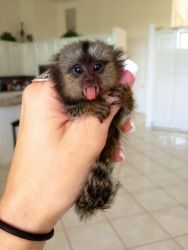 sweet small marmoset monkey...