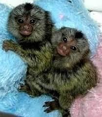 Common,pensillata and geoffrey marmoset monkeys