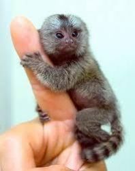 beautiful marmoset baby
