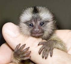 baby marmosets available