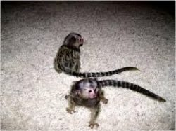 Cute and charming Marmoset Monkeys