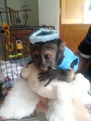 x mas baby marmoset monkeys for adoption