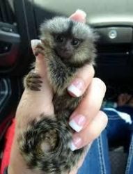 trained baby Marmoset Monkeys for Adoptions