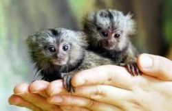 Adorable Marmoset monkeys