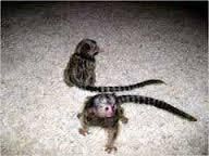 Pygmy Marmoset Monkeys For Sale
