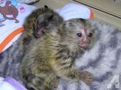Affectionate marmoset monkeys ready