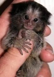 Pygmy Marmosets for Sale