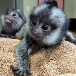 Pygmy Marmoset monkeys for Adoption