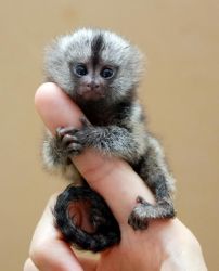 Marmoset monkey looking for a new lovely home