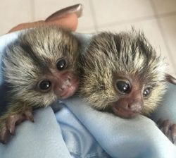 two beautiful Finger Marmoset Monkeys