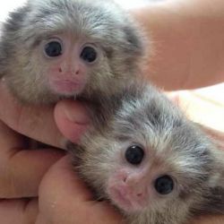 Male and Female Marmoset Monkeys Available