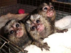 Lovely pair male and female marmoset babies