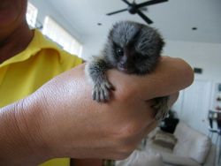 Finger marmoset monkeys For Adoption