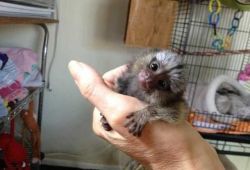 Pygmy Marmosets for Sale