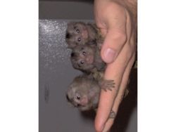 Marmoset Monkeys Male And Female For Sale