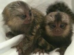 Marmoset Monkeys for Adoption