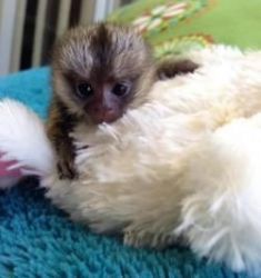 Quality marmoset monkeys for Adoption.