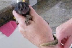 sweet pair finger marmoset monkeys