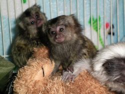 sweet marmoset monkeys available for sale
