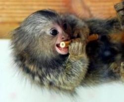 perfect house trained finger marmoset monkeys