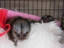 lovely baby marmoset monkeys