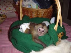 Cute Little Capuchin Monkeys Text (xxx)-xxx-xxxx