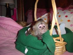 Baby Capuchin Monkeys (xxx)-xxx-xxxx.