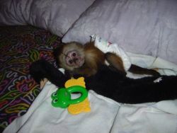 Baby Capuchin Monkeys (xxx)-xxx-xxxx