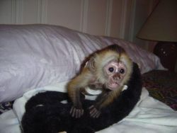 Capuchin Monkeys Ready (xxx)-xxx-xxxx