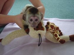 Quality Baby Capuchin Monkeys (xxx)-xxx-xxxx