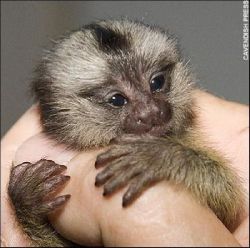 baby marmoset monkeys